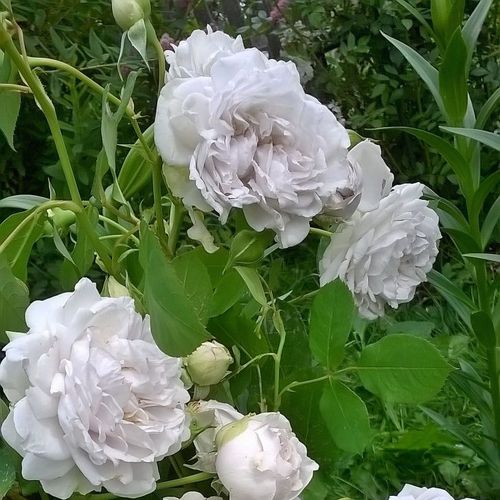Blado fioletowy  - Róże pienne - z kwiatami bukietowymi - korona krzaczasta